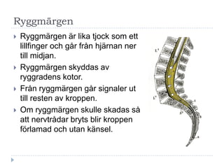 Ryggmärgen
   Ryggmärgen är lika tjock som ett
    lillfinger och går från hjärnan ner
    till midjan.
   Ryggmärgen skyddas av
    ryggradens kotor.
   Från ryggmärgen går signaler ut
    till resten av kroppen.
   Om ryggmärgen skulle skadas så
    att nervtrådar bryts blir kroppen
    förlamad och utan känsel.
 