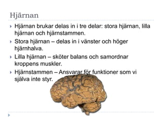 Hjärnan
   Hjärnan brukar delas in i tre delar: stora hjärnan, lilla
    hjärnan och hjärnstammen.
   Stora hjärnan – delas in i vänster och höger
    hjärnhalva.
   Lilla hjärnan – sköter balans och samordnar
    kroppens muskler.
   Hjärnstammen – Ansvarar för funktioner som vi
    själva inte styr.
 
