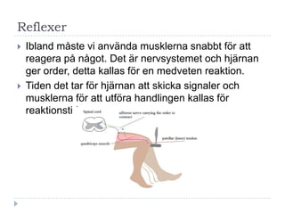 Reflexer
   Ibland måste vi använda musklerna snabbt för att
    reagera på något. Det är nervsystemet och hjärnan
    ger order, detta kallas för en medveten reaktion.
   Tiden det tar för hjärnan att skicka signaler och
    musklerna för att utföra handlingen kallas för
    reaktionstid.
 