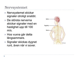 Nervsystemet
   Nervsystemet skickar
    signaler otroligt snabbt.
   De största nerverna
    skickar signaler med en
    hastighet upp till 100
    m/s.
   Hos vuxna går detta
    långsammare.
   Signaler skickas dygnet
    runt, även när vi sover.
 
