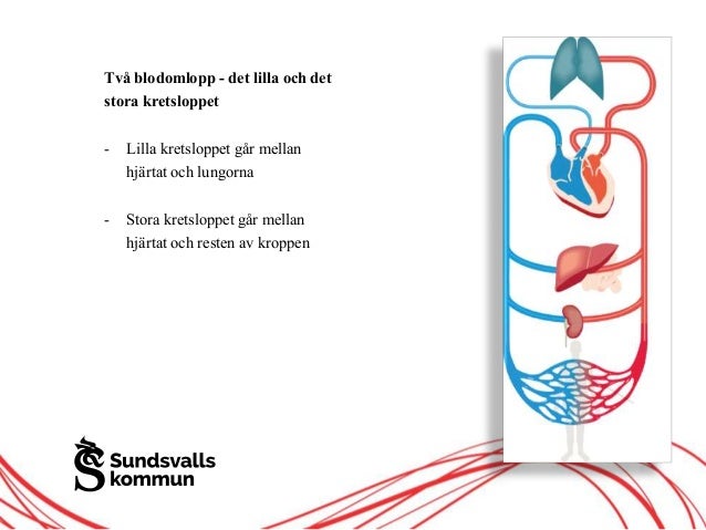 blodomloppet i kroppen blodomloppet i kroppen