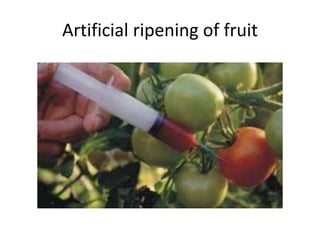 Artificial ripening of fruit
 