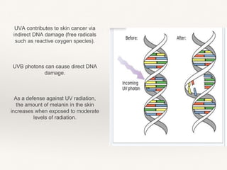 .UVA contributes to skin cancer via
indirect DNA damage (free radicals
such as reactive oxygen species).
UVB photons can cause direct DNA
damage.
As a defense against UV radiation,
the amount of melanin in the skin
increases when exposed to moderate
levels of radiation.
 