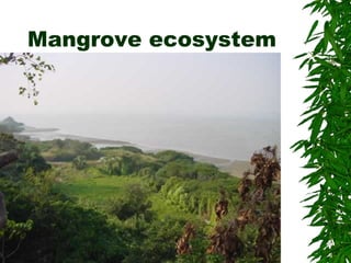 Mangrove ecosystem
 