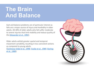 Gait and balance problems are of particular interest as
falls are a major source of injury and morbidity in older
adults: 20-30% of older adults who fall suffer moderate
to severe injuries that limit mobility and reduce quality of
life (Alexander et al., 1992).
Older adults exhibit greater spatial and temporal
movement variability, resulting in less consistent actions
as compared to young adults
(Contreras-Vidal et al., 1998; Cooke et al., 1989; Darling
et al., 1989).
The Brain
And Balance
 