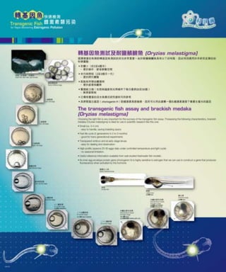Transgenic fish for rapid monitoring of estrogenic endocrine disruptors ...