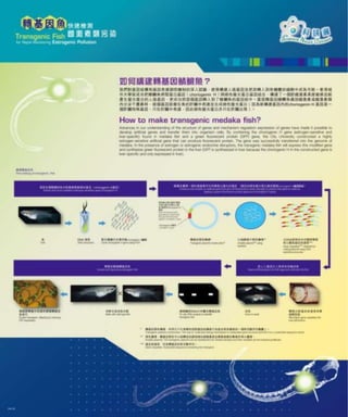 Transgenic fish for rapid monitoring of estrogenic endocrine disruptors ...