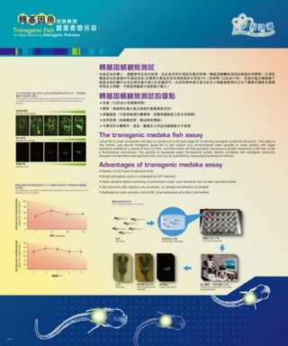 Transgenic fish for rapid monitoring of estrogenic endocrine disruptors ...