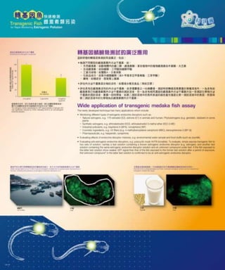 Transgenic fish for rapid monitoring of estrogenic endocrine disruptors ...