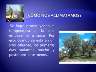  Se logra disminuyendo la
temperatura a la que
empezamos a sudar. Por
eso, cuando se esta en un
sitio caluroso, los primeros
días sudamos mucho y
posteriormente menos.
 