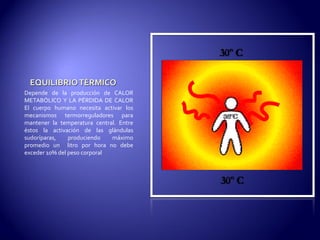 Depende de la producción de CALOR
METABÓLICO Y LA PÉRDIDA DE CALOR
El cuerpo humano necesita activar los
mecanismos termorreguladores para
mantener la temperatura central. Entre
éstos la activación de las glándulas
sudoríparas, produciendo máximo
promedio un litro por hora no debe
exceder 10% del peso corporal
 