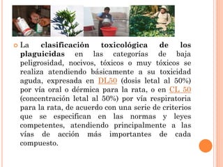  La clasificación toxicológica de los
plaguicidas en las categorías de baja
peligrosidad, nocivos, tóxicos o muy tóxicos se
realiza atendiendo básicamente a su toxicidad
aguda, expresada en DL50 (dosis letal al 50%)
por vía oral o dérmica para la rata, o en CL 50
(concentración letal al 50%) por vía respiratoria
para la rata, de acuerdo con una serie de criterios
que se especifican en las normas y leyes
competentes, atendiendo principalmente a las
vías de acción más importantes de cada
compuesto.
 