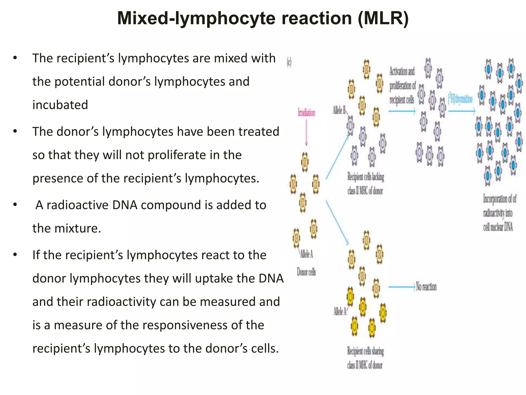 Mixed-lymphocyte reaction (MLR)
• The recipient’s lymphocytes are mixed with
the potential donor’s lymphocytes and
incubated
• The donor’s lymphocytes have been treated
so that they will not proliferate in the
presence of the recipient’s lymphocytes.
• A radioactive DNA compound is added to
the mixture.
• If the recipient’s lymphocytes react to the
donor lymphocytes they will uptake the DNA
and their radioactivity can be measured and
is a measure of the responsiveness of the
recipient’s lymphocytes to the donor’s cells.
 