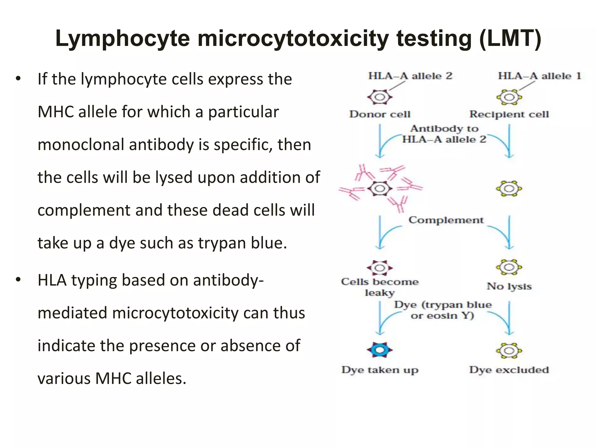 Lymphocyte microcytotoxicity testing (LMT)
• If the lymphocyte cells express the
MHC allele for which a particular
monoclonal antibody is specific, then
the cells will be lysed upon addition of
complement and these dead cells will
take up a dye such as trypan blue.
• HLA typing based on antibody-
mediated microcytotoxicity can thus
indicate the presence or absence of
various MHC alleles.
 