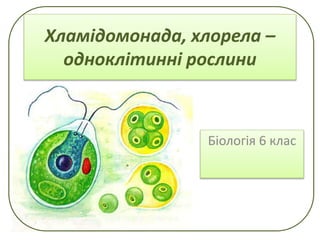 Хламідомонада, хлорела –
одноклітинні рослини
Біологія 6 клас
 