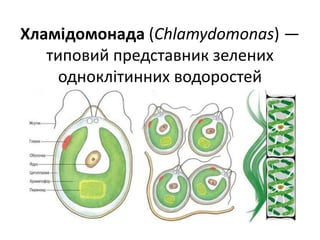 Хламідомонада (Chlamydomonas) —
типовий представник зелених
одноклітинних водоростей
 