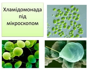Хламідомонада
під
мікроскопом
 
