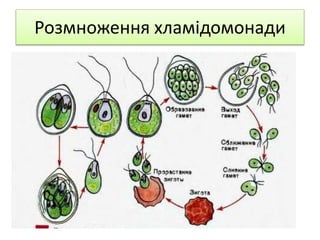 Розмноження хламідомонади
 
