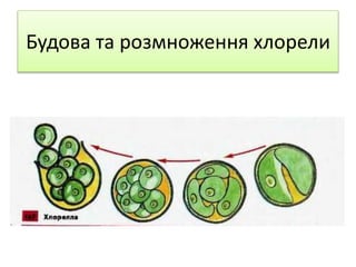 Будова та розмноження хлорели
 