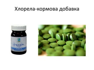 Хлорела-кормова добавка
 