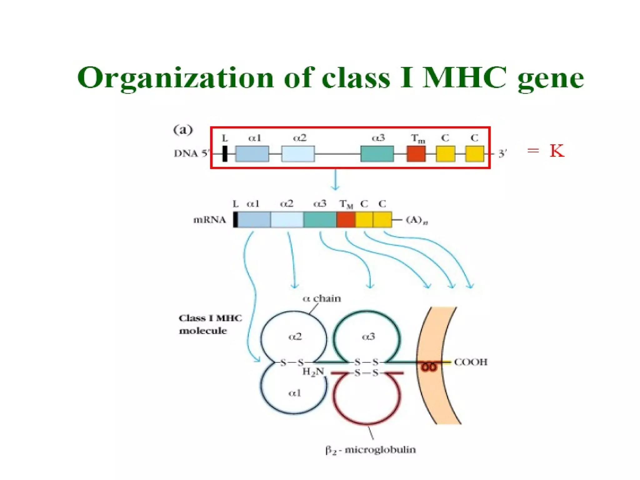 HLA structure