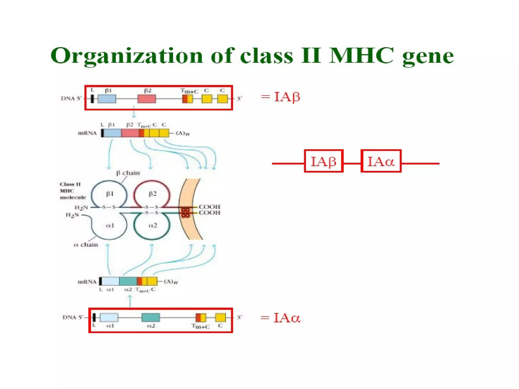 HLA structure
