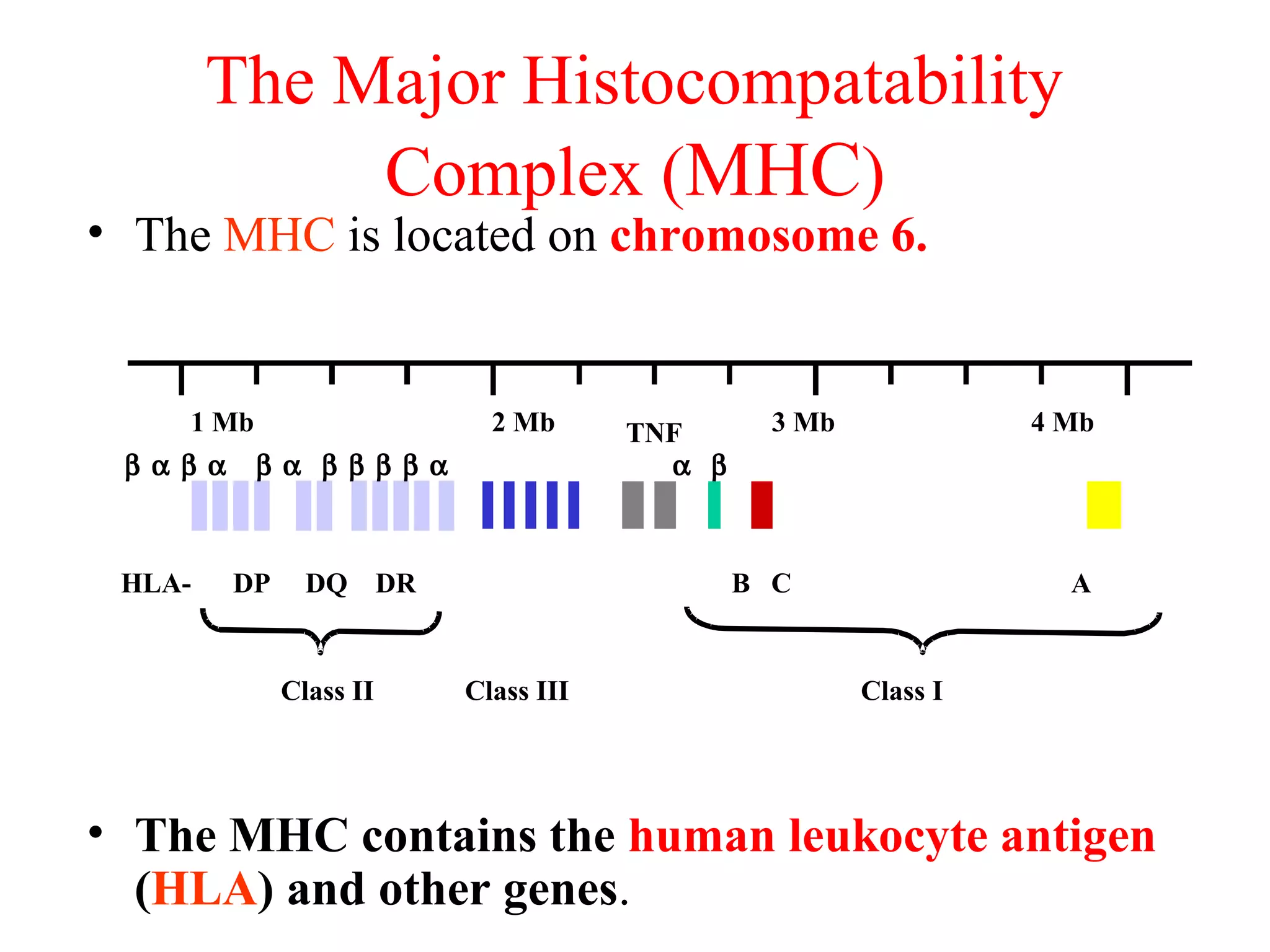 The Major Histocompatability
Complex (MHC)
• The MHC is located on chromosome 6.
• The MHC contains the human leukocyte antigen
(HLA) and other genes.
1 Mb 2 Mb 3 Mb 4 Mb
HLA- DP DQ DR B C A
Class II Class III Class I
β α β α β α β β β β α α β
TNF
 