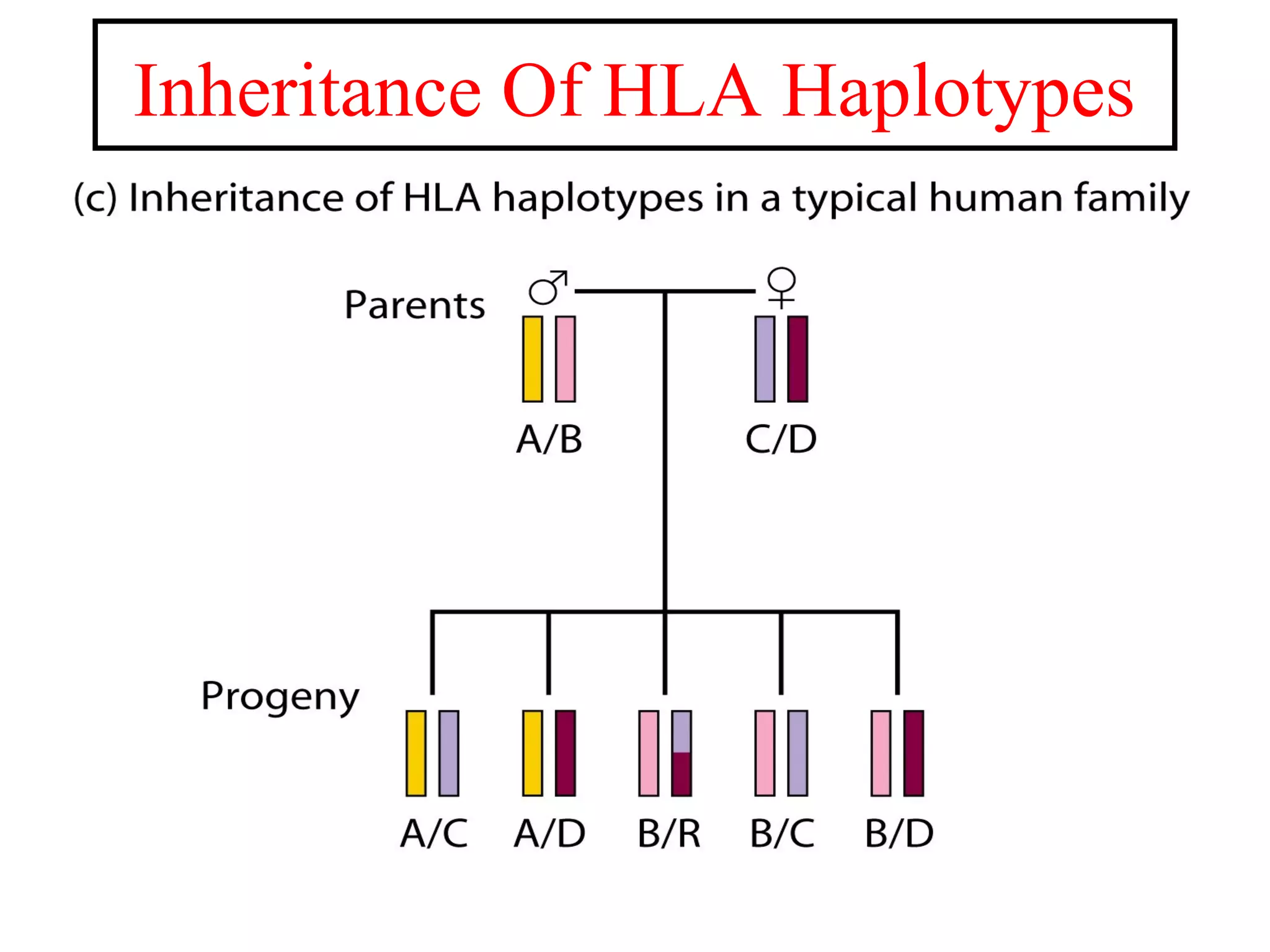 Inheritance Of HLA Haplotypes
 