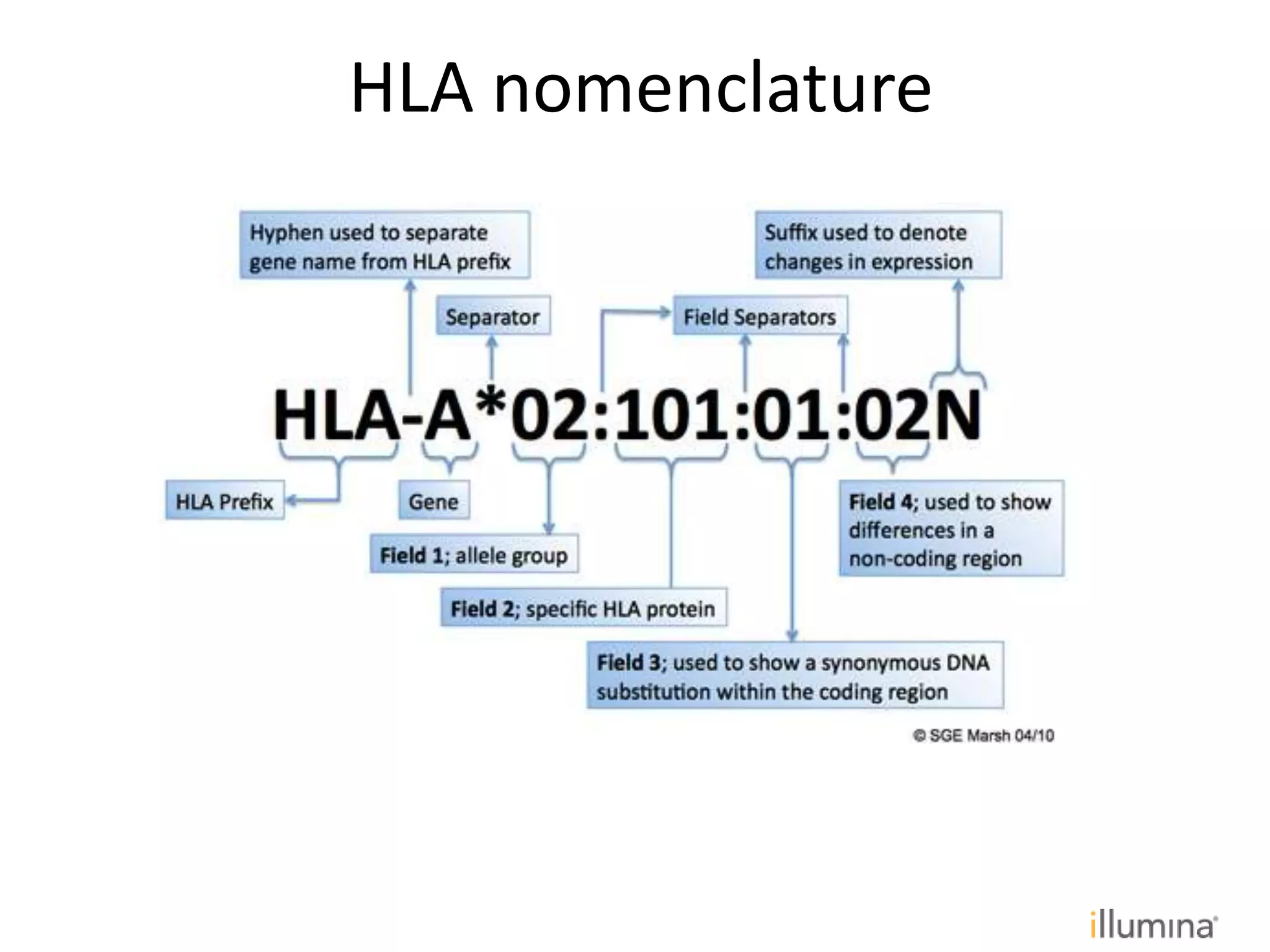 HLA nomenclature
 