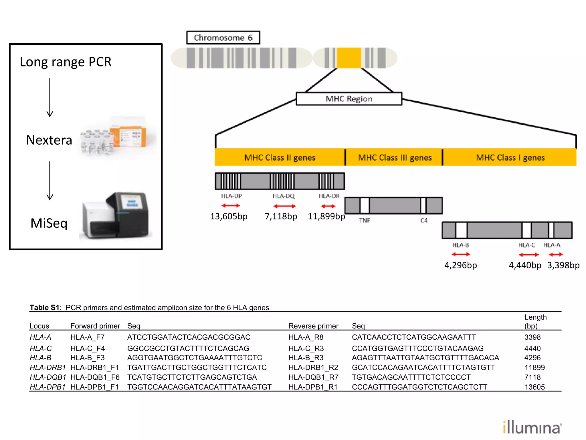 Table S1: PCR primers and estimated amplicon size for the 6 HLA genes
Locus Forward primer Seq Reverse primer Seq
Length
(bp)
HLA-A HLA-A_F7 ATCCTGGATACTCACGACGCGGAC HLA-A_R8 CATCAACCTCTCATGGCAAGAATTT 3398
HLA-C HLA-C_F4 GGCCGCCTGTACTTTTCTCAGCAG HLA-C_R3 CCATGGTGAGTTTCCCTGTACAAGAG 4440
HLA-B HLA-B_F3 AGGTGAATGGCTCTGAAAATTTGTCTC HLA-B_R3 AGAGTTTAATTGTAATGCTGTTTTGACACA 4296
HLA-DRB1 HLA-DRB1_F1 TGATTGACTTGCTGGCTGGTTTCTCATC HLA-DRB1_R2 GCATCCACAGAATCACATTTTCTAGTGTT 11899
HLA-DQB1 HLA-DQB1_F6 TCATGTGCTTCTCTTGAGCAGTCTGA HLA-DQB1_R7 TGTGACAGCAATTTTCTCTCCCCT 7118
HLA-DPB1 HLA-DPB1_F1 TGGTCCAACAGGATCACATTTATAAGTGT HLA-DPB1_R1 CCCAGTTTGGATGGTCTCTCAGCTCTT 13605
13,605bp 7,118bp 11,899bp
4,296bp 4,440bp 3,398bp
Long range PCR
Nextera
MiSeq
 