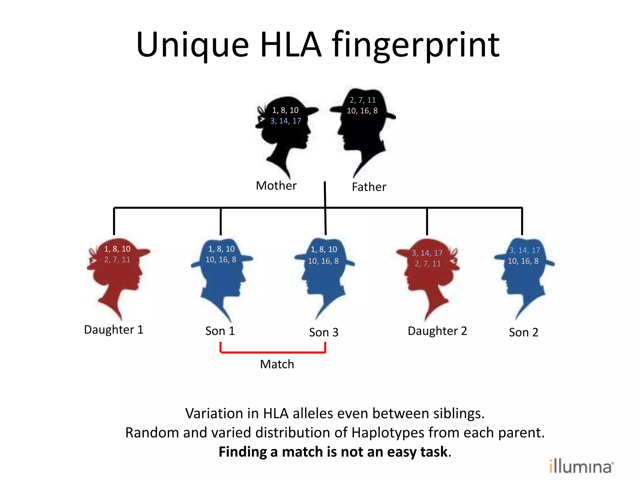 1, 8, 10
3, 14, 17
10, 16, 8
2, 7, 11
1, 8, 10 1, 8, 10
2, 7, 11 10, 16, 8
3, 14, 17
2, 7, 11
3, 14, 17
10, 16, 8
Mother Father
Daughter 1 Daughter 2Son 1 Son 2
10, 16, 8
Son 3
1, 8, 10
Variation in HLA alleles even between siblings.
Random and varied distribution of Haplotypes from each parent.
Finding a match is not an easy task.
Unique HLA fingerprint
Match
 