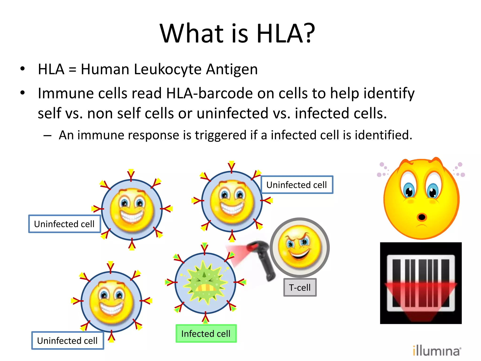 What is HLA?
• HLA = Human Leukocyte Antigen
• Immune cells read HLA-barcode on cells to help identify
self vs. non self cells or uninfected vs. infected cells.
– An immune response is triggered if a infected cell is identified.
Y
Y
Y
YY
Y
Y
Y
Y
Y
Y
Y
Y
Y
Y
Y
Infected cell
T-cell
Uninfected cell
Uninfected cell
Uninfected cell
 