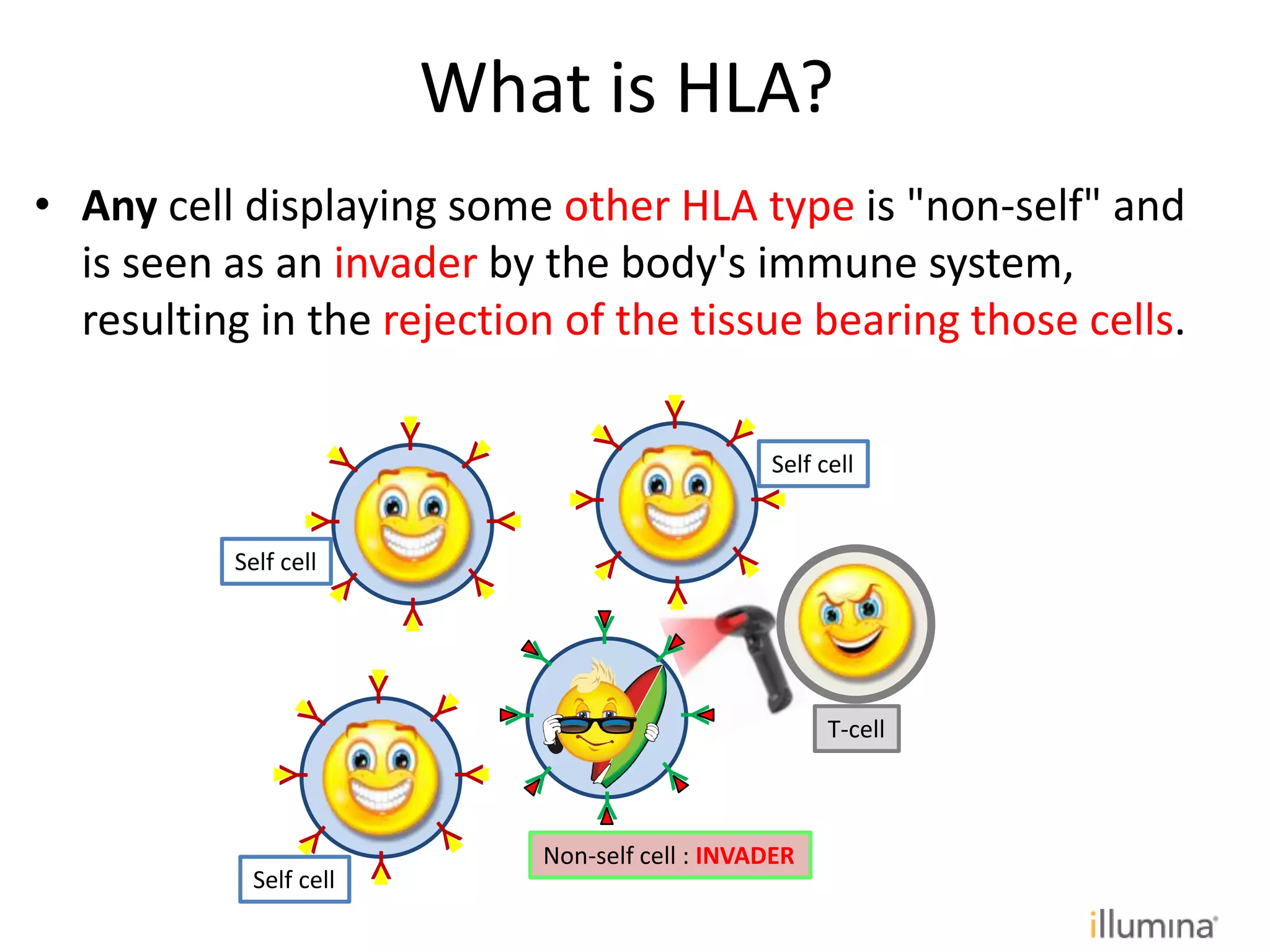 • Any cell displaying some other HLA type is "non-self" and
is seen as an invader by the body's immune system,
resulting in the rejection of the tissue bearing those cells.
Y
Y
Y
Y
Y
Y
Y
Y
Y
Y
Y
Y
Y
Y
Y
Y
Non-self cell : INVADER
T-cell
Self cell
Self cell
Self cell
What is HLA?
 