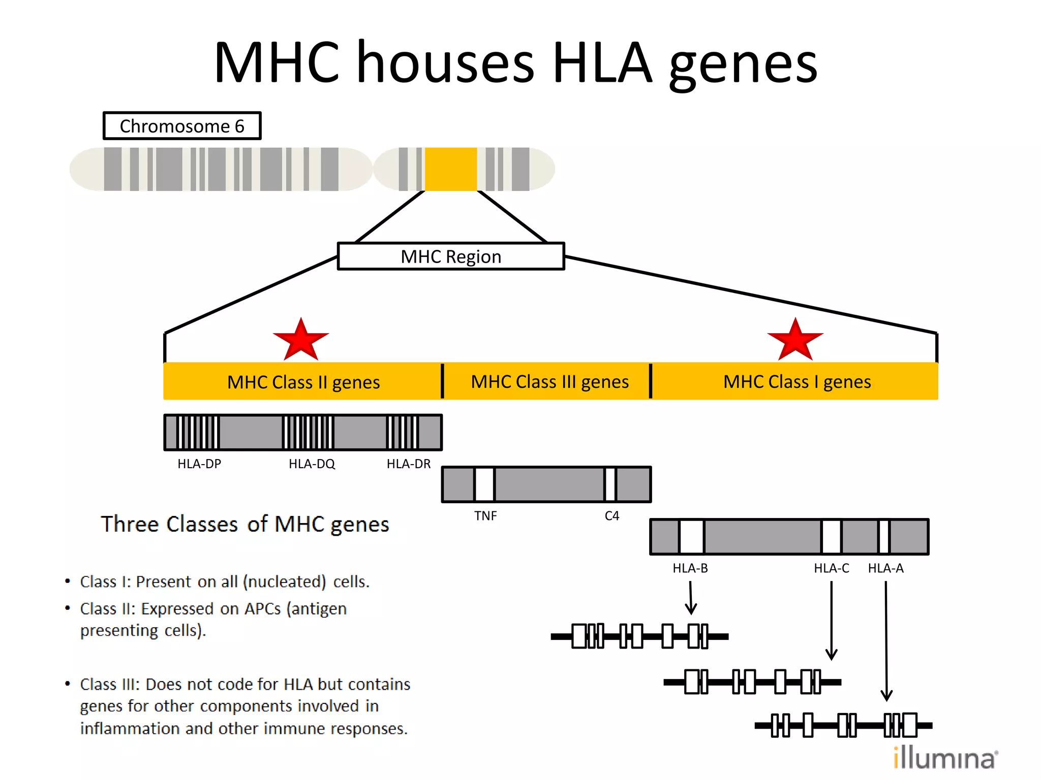 MHC Region
MHC Class II genes MHC Class III genes MHC Class I genes
HLA-AHLA-C
TNF C4
HLA-DQHLA-DP HLA-DR
HLA-B
MHC houses HLA genes
Chromosome 6
 