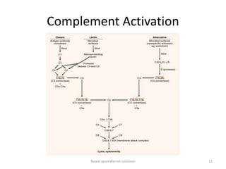Complement Activation
Based upon Warren Levinson 12
 