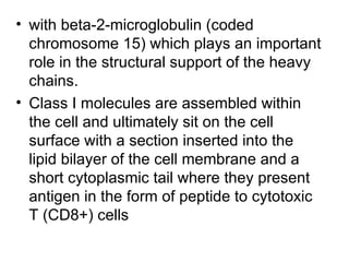 with beta-2-microglobulin (coded chromosome 15) which plays an important role in the structural support of the heavy chains. Class I molecules are assembled within the cell and ultimately sit on the cell surface with a section inserted into the lipid bilayer of the cell membrane and a short cytoplasmic tail where they present antigen in the form of peptide to cytotoxic T (CD8+) cells  