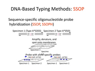 DNA-Based Typing Methods: SSOP
Sequence-specific oligonucleotide probe
hybridization (SSOP, SSOPH)
TAG C GAT
ATC G CTA
TAG A GAT
ATC T CTA
Specimen 1 (Type A*0203) Specimen 2 Type A*0501
Amplify, denature, and
spot onto membranes
Specimen 1
Specime
n 2
Probe with allele-specific probes
...TAGCGAT..(A*02) ...TAGAGAT…(A*05)
Specimen 1 Specimen 2 Specimen 1 Specimen 2
 