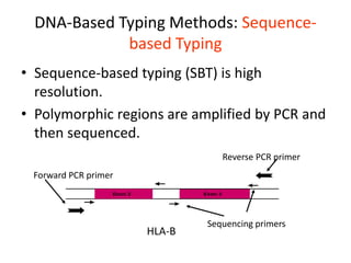 DNA-Based Typing Methods: Sequence-
based Typing
• Sequence-based typing (SBT) is high
resolution.
• Polymorphic regions are amplified by PCR and
then sequenced.
Exon 2 Exon 3
HLA-B
Forward PCR primer
Sequencing primers
Reverse PCR primer
 