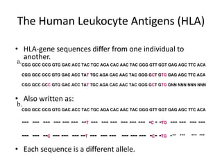 The Human Leukocyte Antigens (HLA)
• HLA-gene sequences differ from one individual to
another.
• Also written as:
• Each sequence is a different allele.
CGG GCC GCG GTG GAC ACC TAC TGC AGA CAC AAC TAC GGG GTT GGT GAG AGC TTC ACA
CGG GCC GCC GTG GAC ACC TAT TGC AGA CAC AAC TAC GGG GCT GTG GAG AGC TTC ACA
CGG GCC GCC GTG GAC ACC TAT TGC AGA CAC AAC TAC GGG GCT GTG GNN NNN NNN NNN
CGG GCC GCG GTG GAC ACC TAC TGC AGA CAC AAC TAC GGG GTT GGT GAG AGC TTC ACA
--- --- --- --- --- --- --T --- --- --- --- --- --- -C - -TG --- --- --- ---
--- --- --C --- --- --- --T --- --- --- --- --- --- -C- -TG -** *** *** ***
a.
b.
 