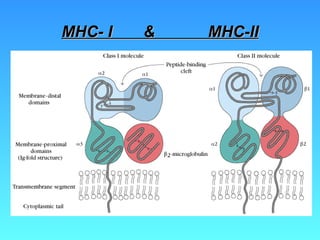 MHC- I  &  MHC-II 