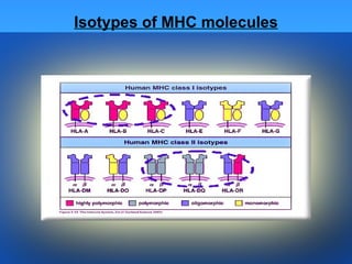 Isotypes of MHC molecules 