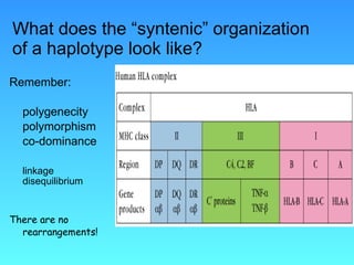 What does the “syntenic” organization of a haplotype look like? Remember: polygenecity polymorphism co-dominance linkage  disequilibrium There are no rearrangements! 