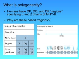 What is polygenecity? Humans have DP, DQ, and DR “regions” specifying    and    chains of MHC-II. Why are these called “regions”? 