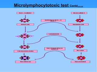 Microlymphocytotoxic test  Contd …. 