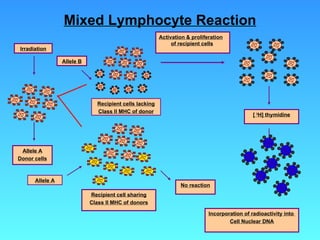 Mixed Lymphocyte Reaction Allele A Recipient cell sharing Class II MHC of donors No reaction Irradiation Allele A Donor cells Allele B Recipient cells lacking Class II MHC of donor Activation & proliferation of recipient cells [  3 H] thymidine Incorporation of radioactivity into  Cell Nuclear DNA 