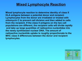 Mixed lymphocyte reaction to determine identity of class II  HLA antigens between a potential donor and recipient Lymphocytes from the donor are irradiated or treated with  mitomycin C to prevent cell division and then added to cells from the recipient. If the class II antigens on the two cell  populations are different, the recipient cells will divide rapidly and take up large quantities of radioactive nucleotides into the newly synthesized nuclear DNA. The amount of  radioactive nucleotide uptake is roughly proportionate to the MHC class II differences between the donor and recipient  lymphocytes. Mixed Lymphocyte Reaction 