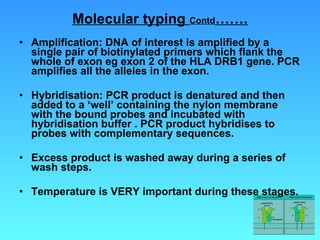 Molecular typing  Contd ……. Amplification: DNA of interest is amplified by a single pair of biotinylated primers which flank the whole of exon eg exon 2 of the HLA DRB1 gene. PCR amplifies all the alleles in the exon. Hybridisation: PCR product is denatured and then added to a ‘well’ containing the nylon membrane with the bound probes and incubated with hybridisation buffer . PCR product hybridises to probes with complementary sequences. Excess product is washed away during a series of wash steps. Temperature is VERY important during these stages. 