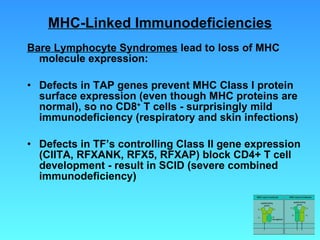MHC-Linked Immunodeficiencies Bare Lymphocyte Syndromes  lead to loss of MHC molecule expression: Defects in TAP genes prevent MHC Class I protein surface expression (even though MHC proteins are normal), so no CD8 +  T cells - surprisingly mild immunodeficiency (respiratory and skin infections) Defects in TF’s controlling Class II gene expression (CIITA, RFXANK, RFX5, RFXAP) block CD4+ T cell development - result in SCID (severe combined immunodeficiency) 