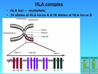HLA complex HLA loci --  multiallelic 24 alleles at HLA locus A & 50 alleles at HLA locus B 