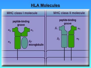 HLA Molecules 